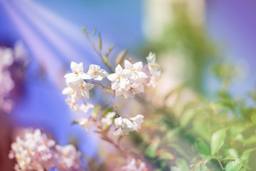 dreamy sweet flowers design with blurred and defocused, bokeh style - 85902758