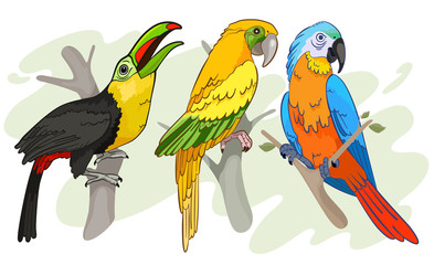 Tropical Birds vector Illustration