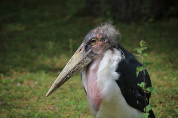 Portrait of a marabou stork (Leptoptilos crumenifer)