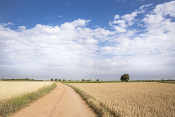Fototapeta na wymiar rural landscape with wheat fields and a blue sky
