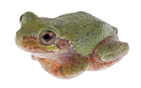 Green Treefrog, Hyla Cinerea