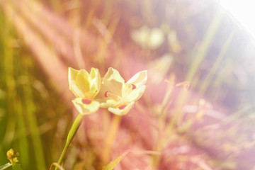 dreamy sweet flowers design with blurred and defocused, bokeh style