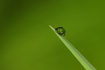 Drop of rain water on grass