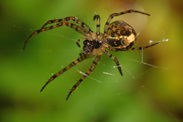 Spider