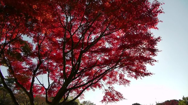 Footage of Autumn scenery of Japanese Maple Trees in Japan