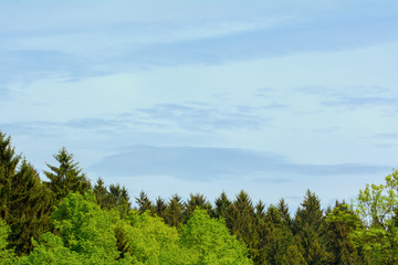 Forest with blue sky