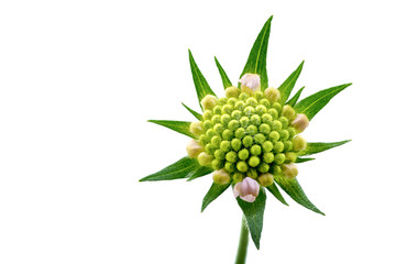 Green flower bud - 85903929