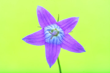 Obraz na płótnie Canvas Bell flower