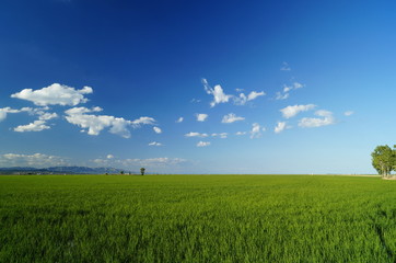 Campo de arroz en el Delta del Ebro con un cielo azul y nubes blancas