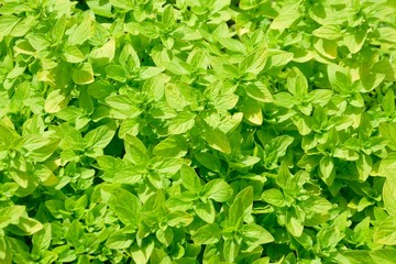 Fototapeta na wymiar Small bright green leaves