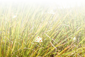 dreamy sweet flowers design with blurred and defocused, bokeh style