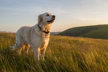 chien profitant d& 39 une promenade au soleil du soir