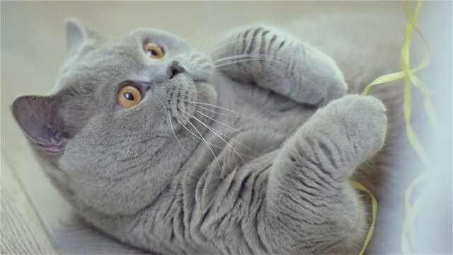 SLOW MOTION: Very cute cat, grey scottish fold, looks at the viewer with his big orange eyes. Cute kitten ia a standby mode. Furry funny cat on the floor.