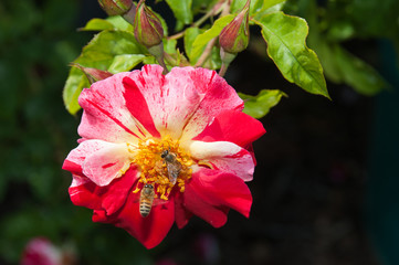 Honey bees collecting and spreading pollen