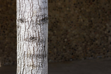 Tree that looks like it has a face  Royalty free stock photo