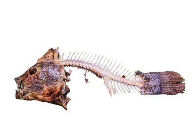 fish head