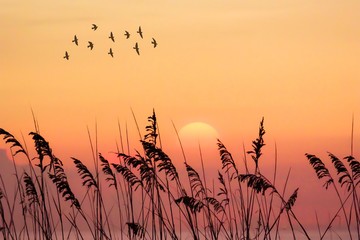 beautiful golden sunset and silhouette of birds.