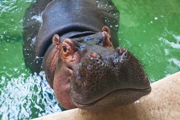 Adult hippo swimming in a pool - obrazy, fototapety, plakaty