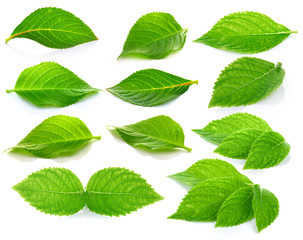 Naklejka na ściany i meble green leaves on a white background