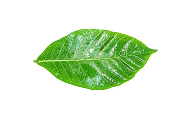 Fototapeta na wymiar Green leaf. Isolated on a white.