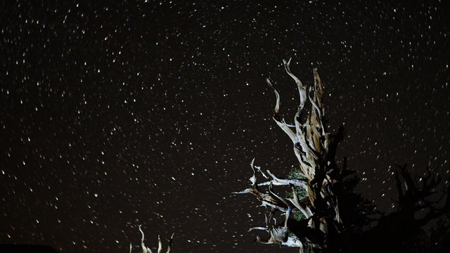  Astrophotography time lapse with tilt down motion of star trails over ancient bristlecone pine trees in White Mountain, California