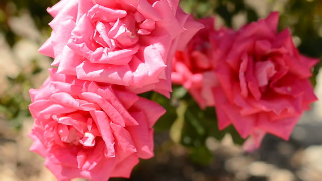 Close up shot of roses