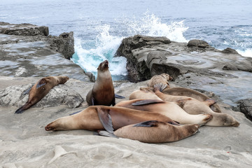 Fototapeta premium sea lions