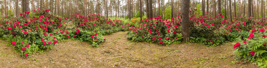 Panorama rhododendrons. - 85910568