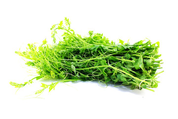 bitter gourd isolated on white background