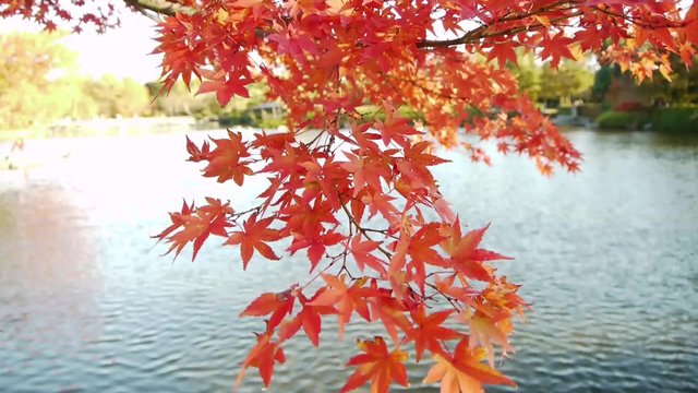 Footage of Autumn scenery of Japanese Maple Trees over pond in Japan