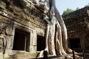 Naklejka premium ta prohm