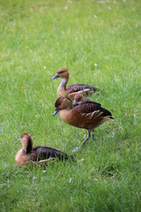 Several fulvous whistling ducks (Dendrocygna bicolor) on the grass