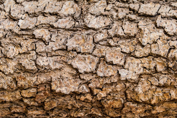 Wood trunk old background