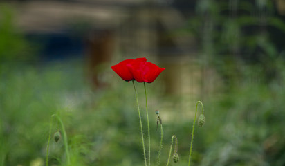 Two poppies