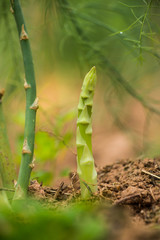 Asparagus growing in the field
