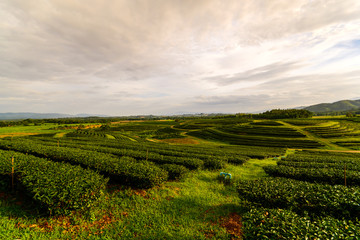 Tea plantation landscape with sunrise