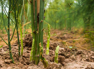 Asparagus growing in field