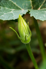 Pumpkin flower