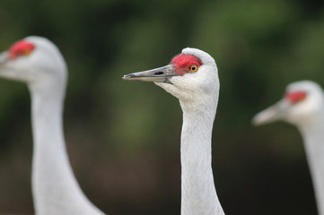 Sandhill Cranes - Grus canadensis
