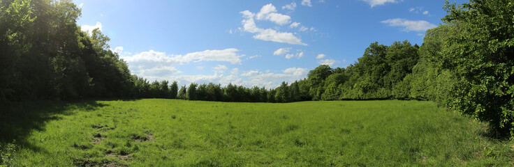 Meadow in a beech forest in Saxony-Anhalt in Germany