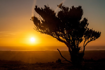 Sunset behind a bush