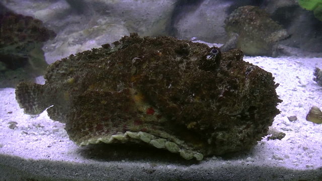 venomous estuarine stonefish(Synanceia horrida) on aquarium, hd sideview clip
