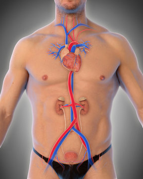 Thoracic Aorta Illustration