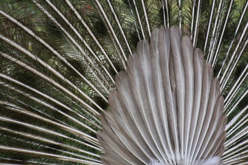 Blue peacock (Pavo cristatus) seen from the back