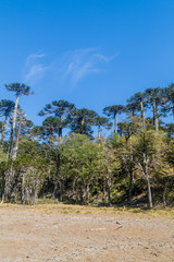 Fototapeta na wymiar Araucaria forest in National Park Herquehue