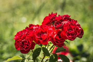 Куст красивых роз