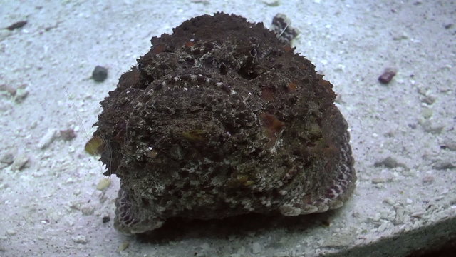 venomous estuarine stonefish(Synanceia horrida) on aquarium, hd clip
