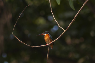 Kingfisher
I shoot it in Central park,Calcutta,India.