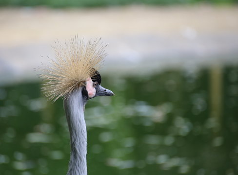 Head of a grey crowned crane (Balearica regulorum) with speckled blurry background