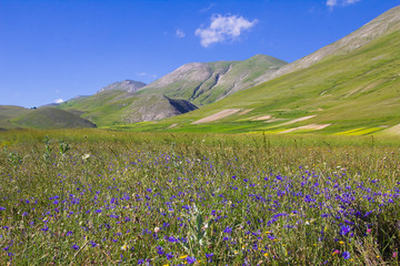 Campo di fiordalisi in montagna